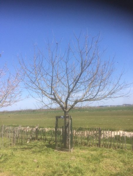 Afbeelding2-453x600-1
