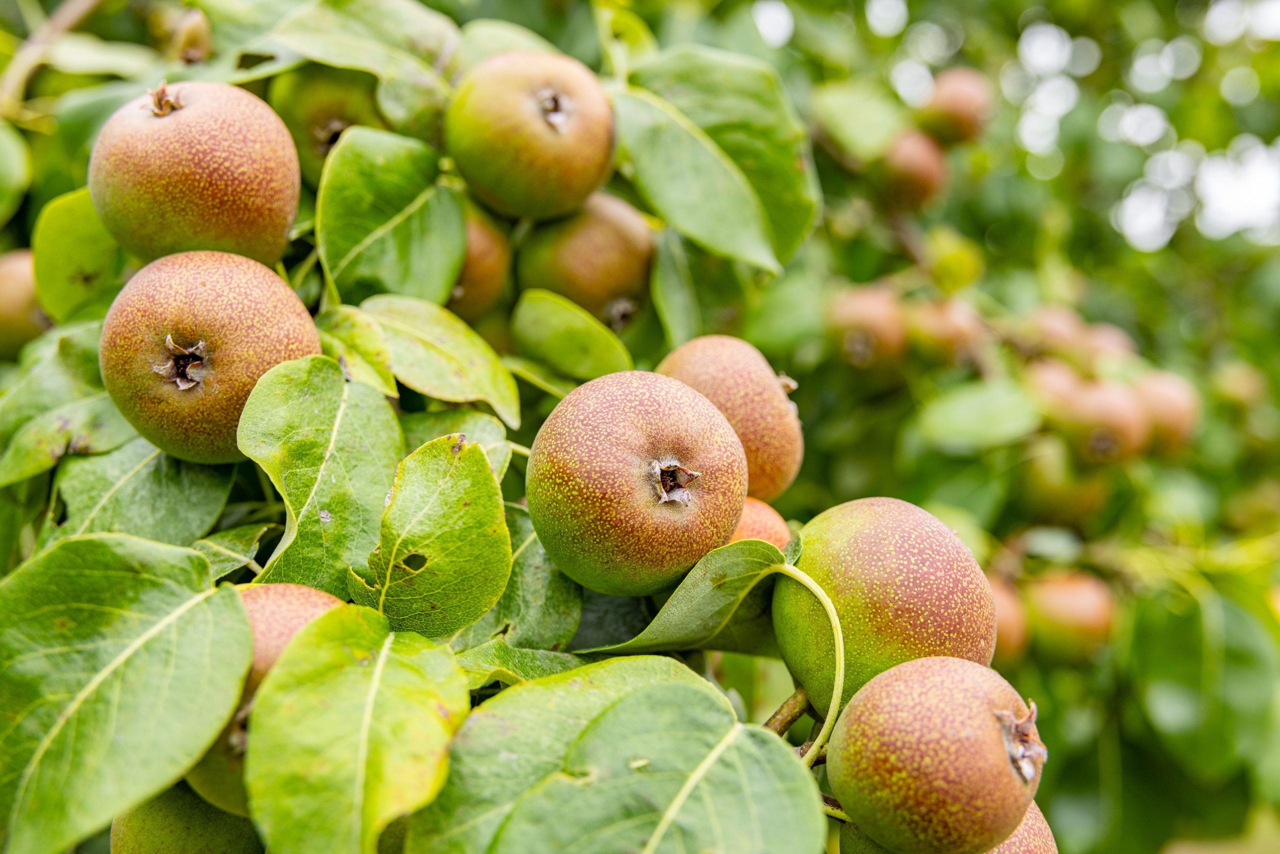 Copyright Stichting Bureau Toerisme - Betuwe - Fruitpark Hotel en Spa - Agro - Seijbel Photography-1297